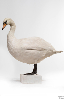 Mute swan whole body 0008.jpg